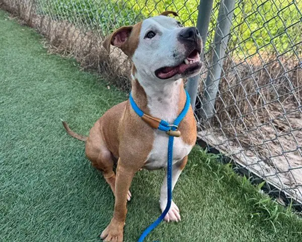 Rip - Pit Bull Terrier