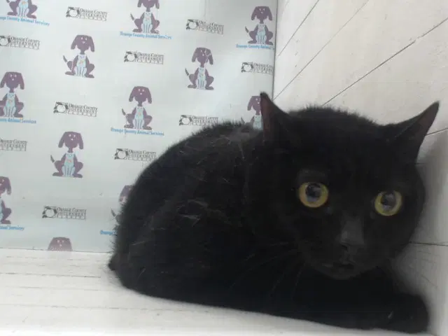Kitty - Domestic Short Hair