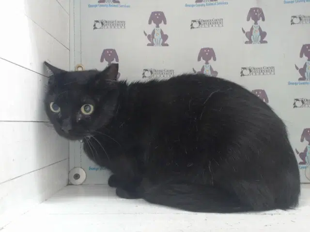 Unknown - Domestic Short Hair