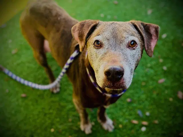 Maddie - Labrador Retriever