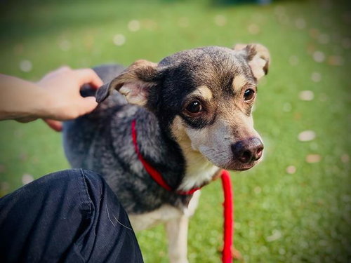 picture of the dog needing adoption