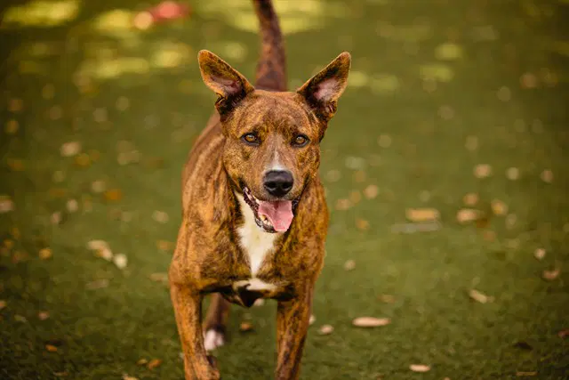 Sunshine - Pit Bull Terrier