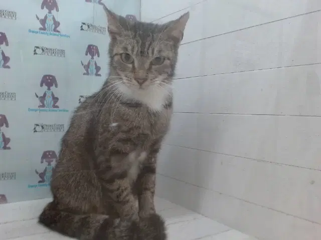 Unknown - Domestic Short Hair