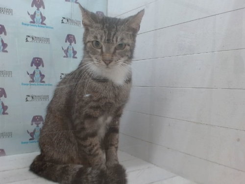 picture of the cat needing adoption