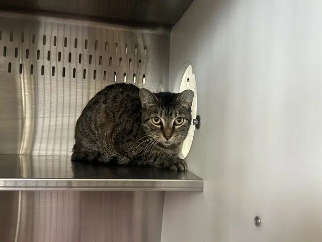 Unknown - Domestic Short Hair