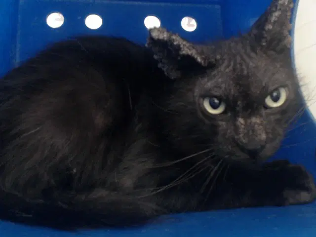 Blackie - Domestic Long Hair
