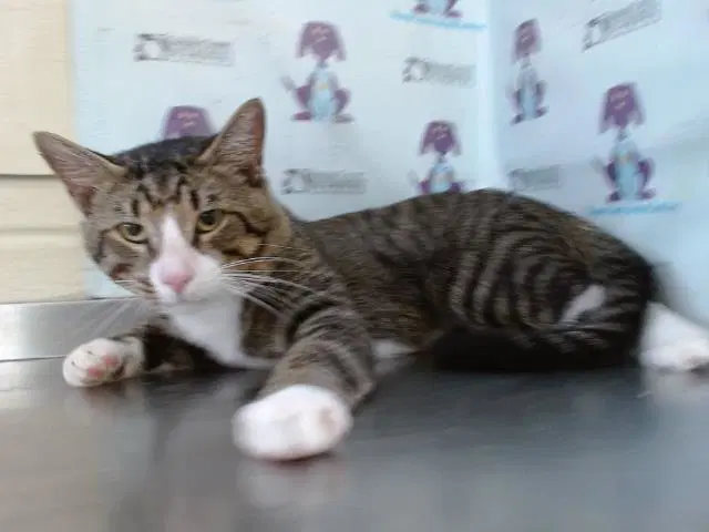 Max - Domestic Short Hair