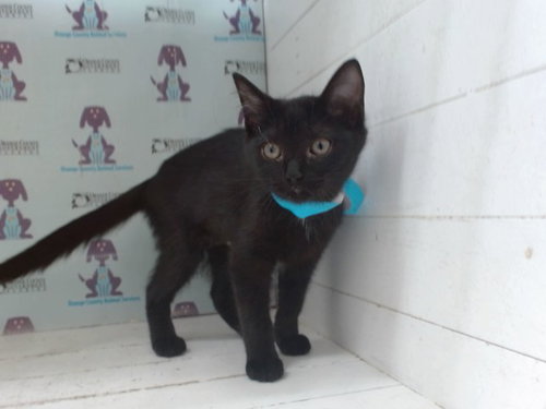 ATHENA - Domestic Short Hair available for adoption