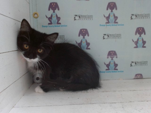 FREYA Image