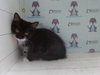 FREYA - Photo 1