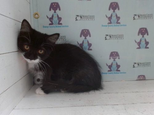 FREYA - Domestic Short Hair available for adoption
