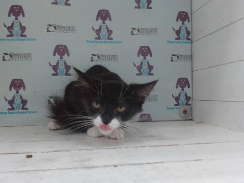 IRIS - Domestic Short Hair available for adoption