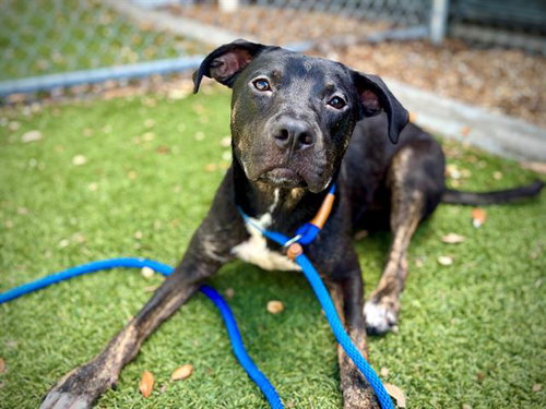 picture of the dog needing adoption