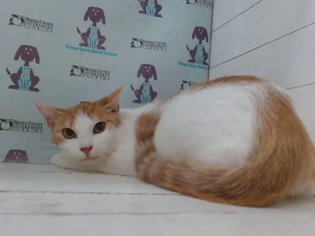 Cloe - Domestic Short Hair