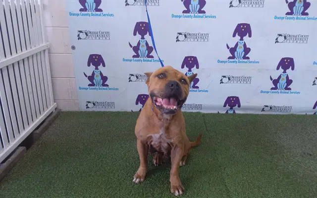 Kayden - Pit Bull Terrier