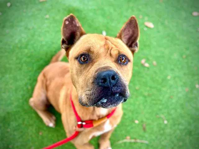 Kayden - Pit Bull Terrier