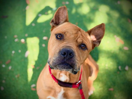 KAYDEN, a dog for adoption from Orange County Animal Services