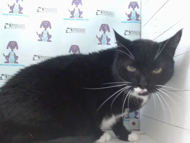 Eevee - Domestic Short Hair