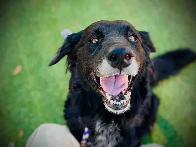 Tazi - German Shepherd Dog
