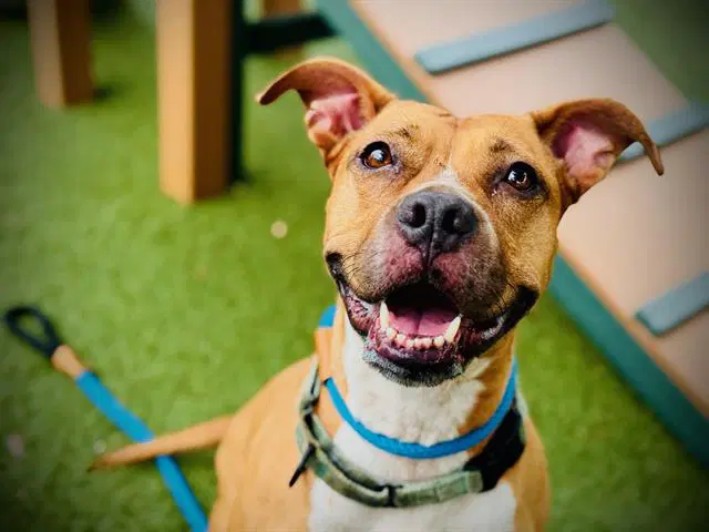 Kiki - Pit Bull Terrier