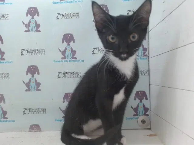 Eclipse - Domestic Short Hair