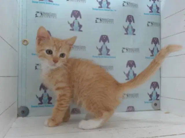 Starlord - Domestic Short Hair