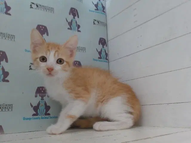 Sonic - Domestic Short Hair