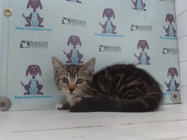 Venus - Domestic Short Hair