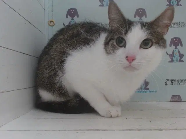 Tommy - Domestic Short Hair