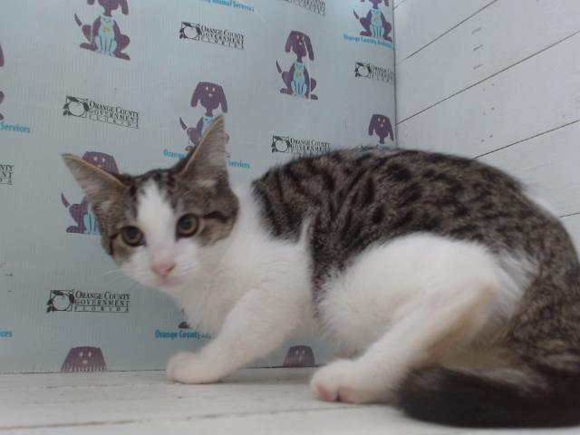 Tony