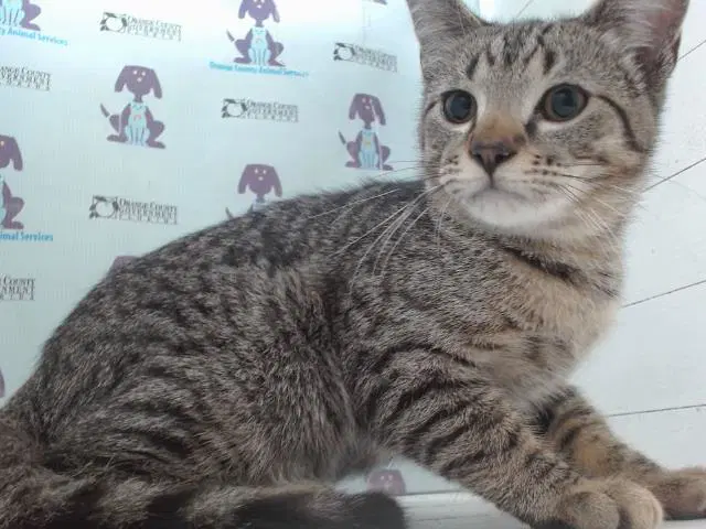 Toby - Domestic Short Hair