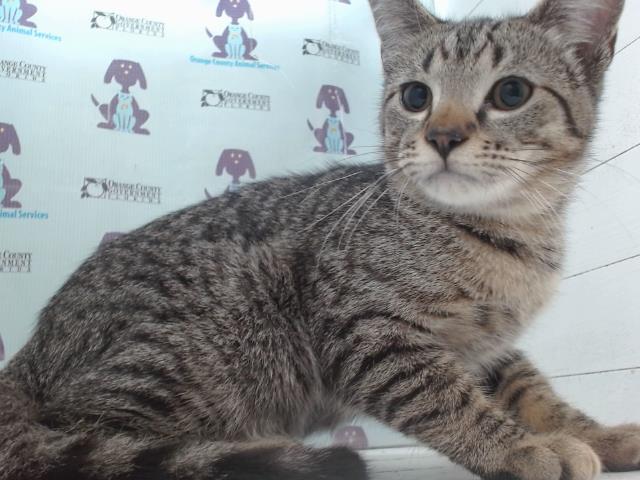 Toby