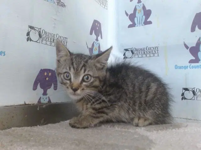 Zaxby - Domestic Short Hair