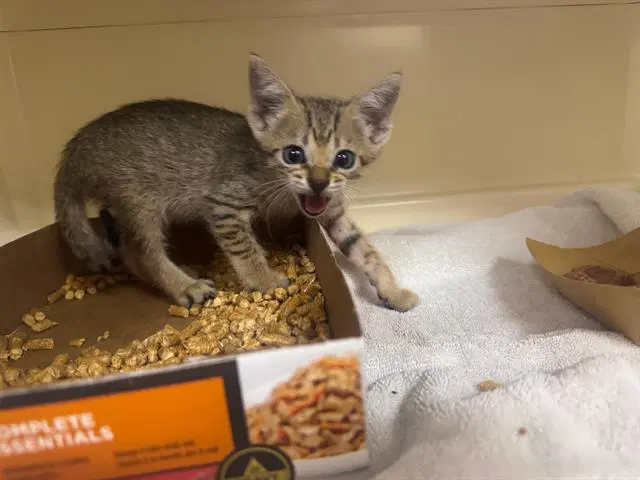 Ellie - Domestic Short Hair