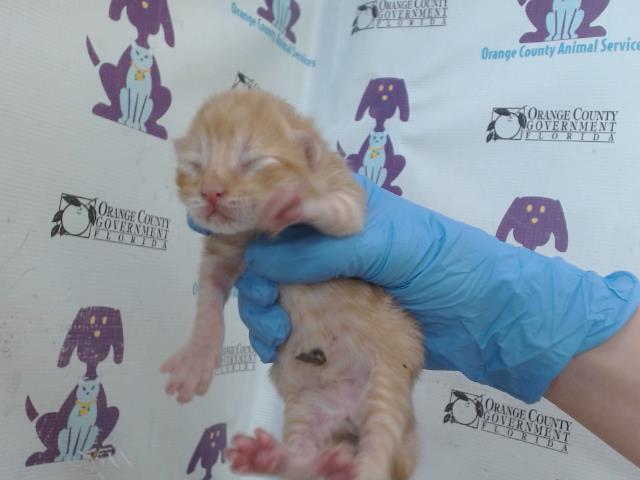 Sir Pounce-A-Lot