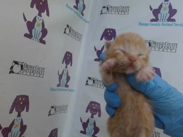 Chairman Meow - Domestic Short Hair
