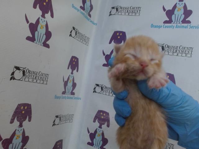 Chairman Meow