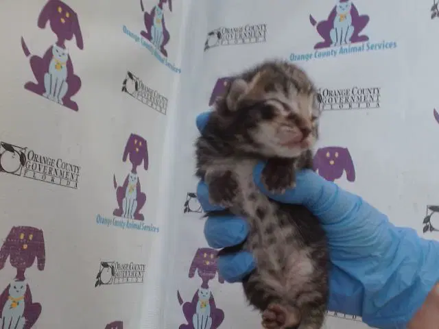 Catpernicus image 1