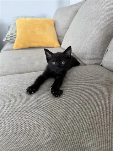 Morticia