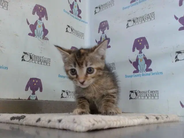 Fairy - Domestic Short Hair