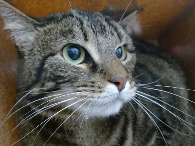Luna - Domestic Short Hair