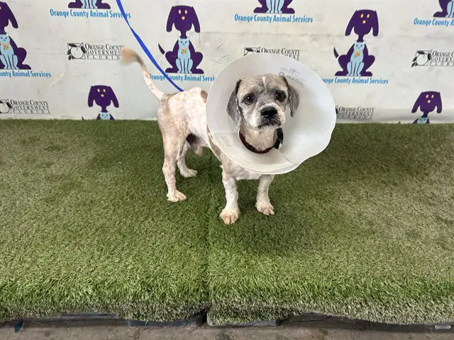 Henry - Shih Tzu