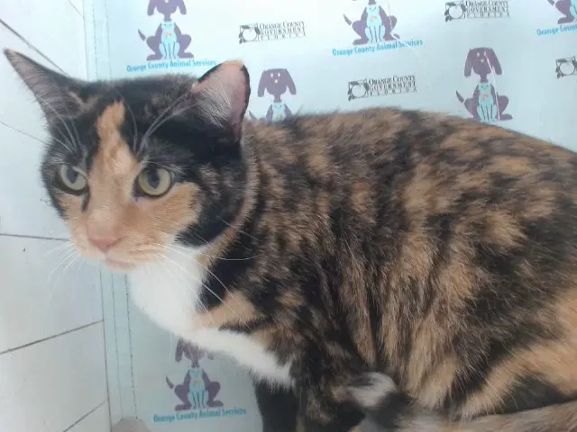 Kyro - Domestic Short Hair