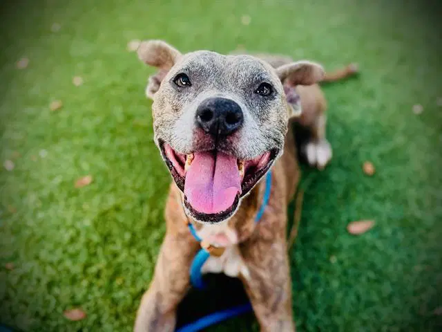 Reese - American Staffordshire Terrier