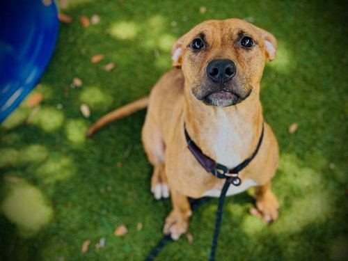 picture of the dog needing adoption