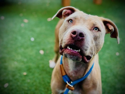 picture of the dog needing adoption
