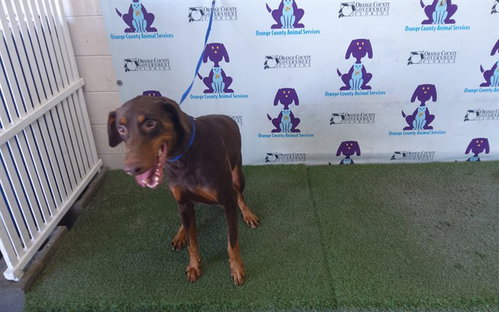 picture of the dog needing adoption