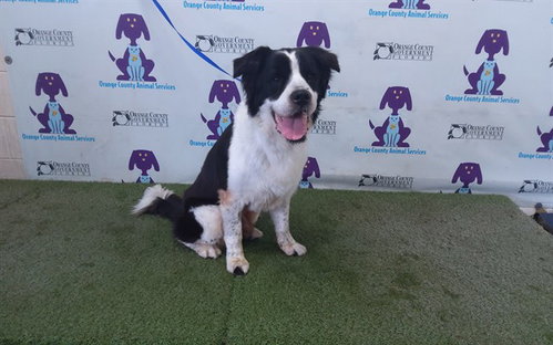 picture of the dog needing adoption