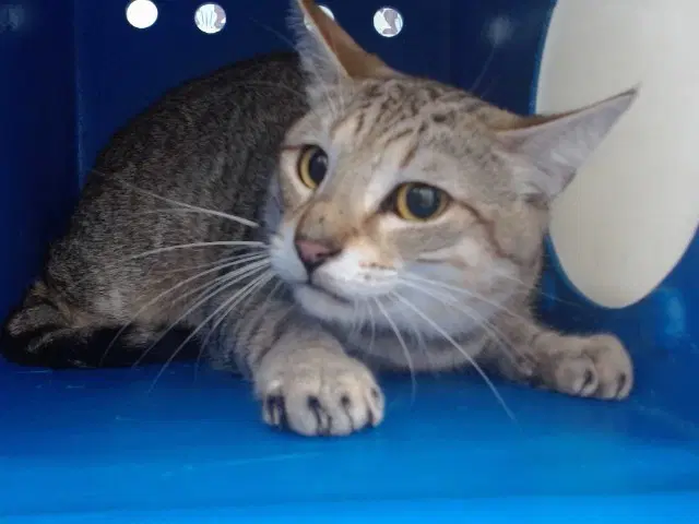 Blondie - Domestic Short Hair