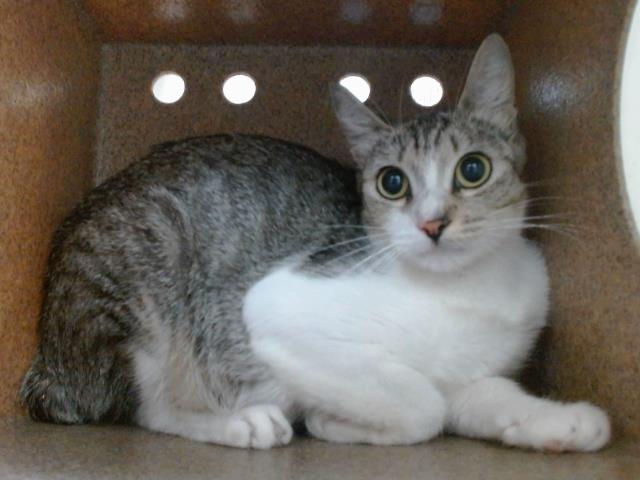 Samantha
